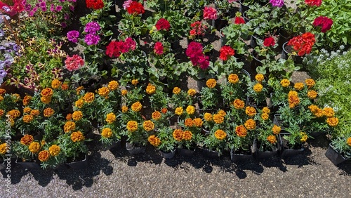 Photos Colorful potted flowering plants arranged in outdoor garden display