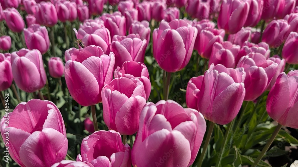Obraz premium Pink tulips blooming in a garden bed