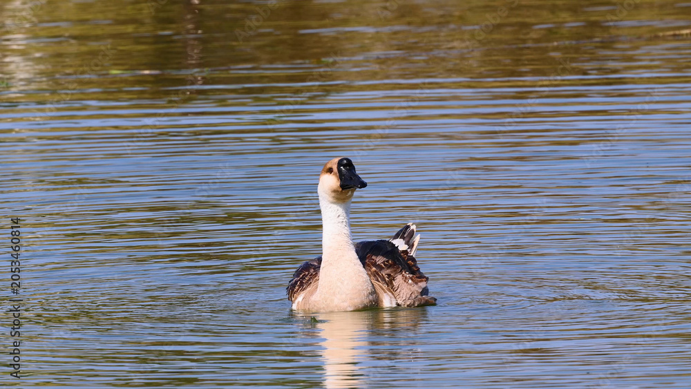 Fototapeta premium Single Goose Swimming on a Tranquil Pond in Khao Yai Thailand