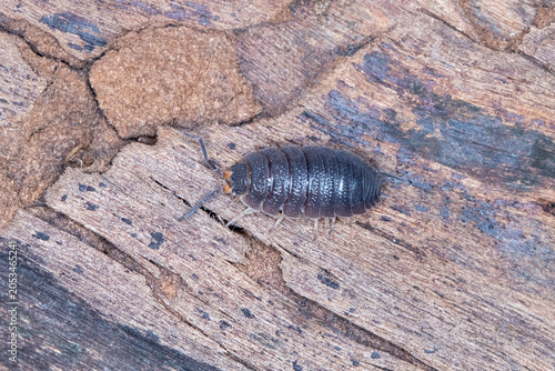 Fotografie Common Rough Woodlouse Crawling Across Decaying Timber