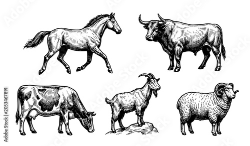 Vintage engraved farm animal vector set with horse bull cow goat and sheep detailed line illustrations