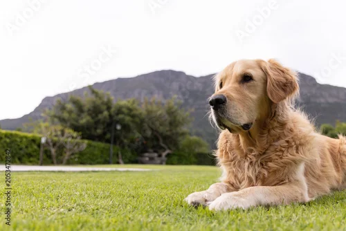 Fototapeta samoprzylepna Golden retriever dog is lying on green lawn beside low hedge and paved walkway, mountain visible