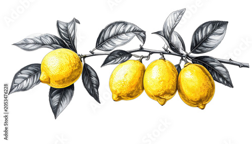 A vibrant branch of yellow citrus fruit with textured leaves against a dark background, a realistic illustration