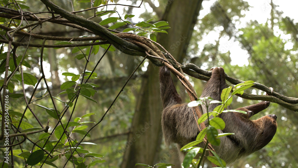 Fototapeta premium Wild Brown Sloth Hanging from a Thick Vine in Tropical Rainforest