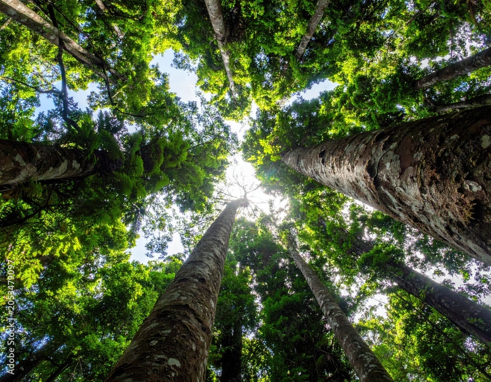 Fototapeta premium Looking upwards through the canopy of a lush green forest with tall trees reaching towards the sky