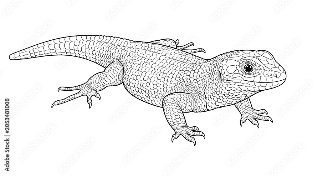 Fototapeta premium Simplified lizard outline illustration with clear lines and neutral pose, ideal for education and design use. High quality photo