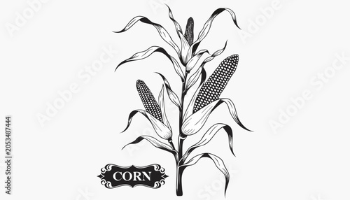 Bild auf Leinwand Very beautiful black-and-white engraved vector illustration featuring a CORN pla