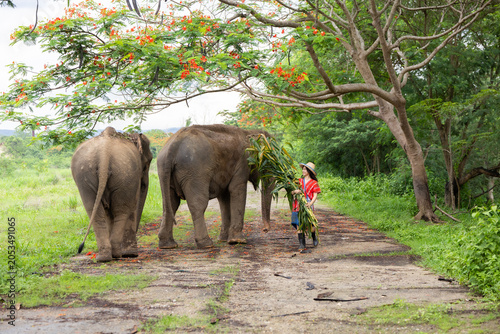 Tableau sur toile Elephant mahout woman forest tree path tropical animal nature rural, Elephant ma