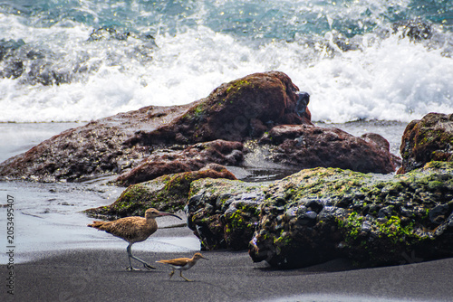 Eurasian whimbrel in La Palma (Canary Islands, Spain)