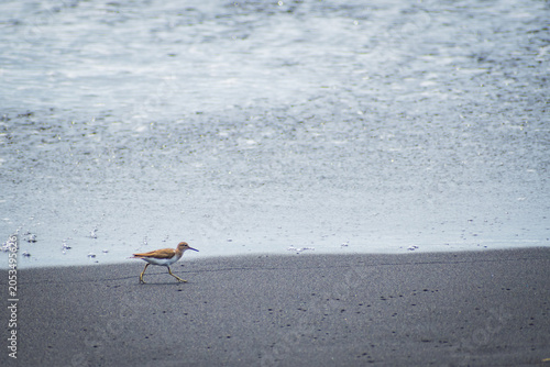 Eurasian whimbrel in La Palma (Canary Islands, Spain)