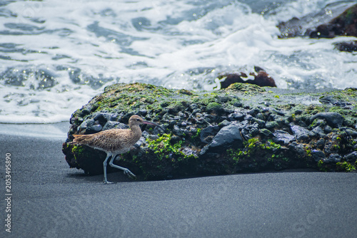 Eurasian whimbrel in La Palma (Canary Islands, Spain)
