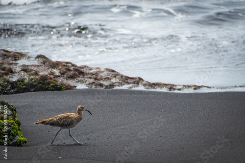 Eurasian whimbrel in La Palma (Canary Islands, Spain)