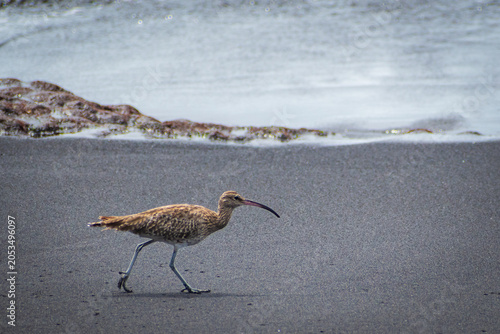 Eurasian whimbrel in La Palma (Canary Islands, Spain)