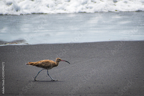 Eurasian whimbrel in La Palma (Canary Islands, Spain)