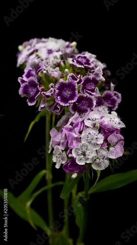 Purple and White Sweet William Dianthus Flowers on Black Background