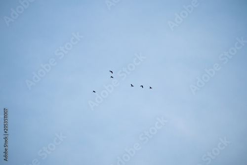 Canvas Print Flock of birds flying together in the blue sky background