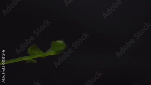 Fern Unfolding Timelapse with Copy Space – Growth Mindset and New Beginnings