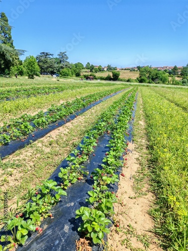 Ripe strawberry beds on a fertile French farm with orchards, rich soil and productive agricultural landscape
