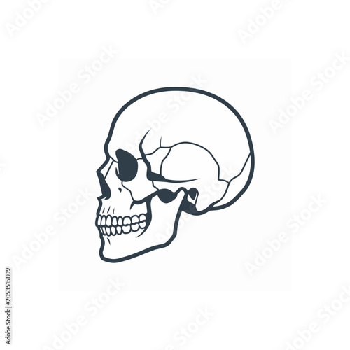 Detailed Outline Drawing of a Human Skull Side View.