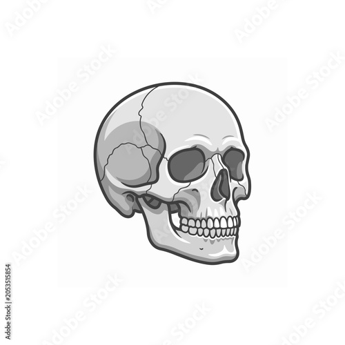 Detailed Human Skull Illustration with Realistic Shading.