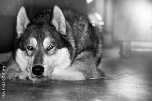 Photography Calm waiting.Wise loyal Siberian Laika Husky dog