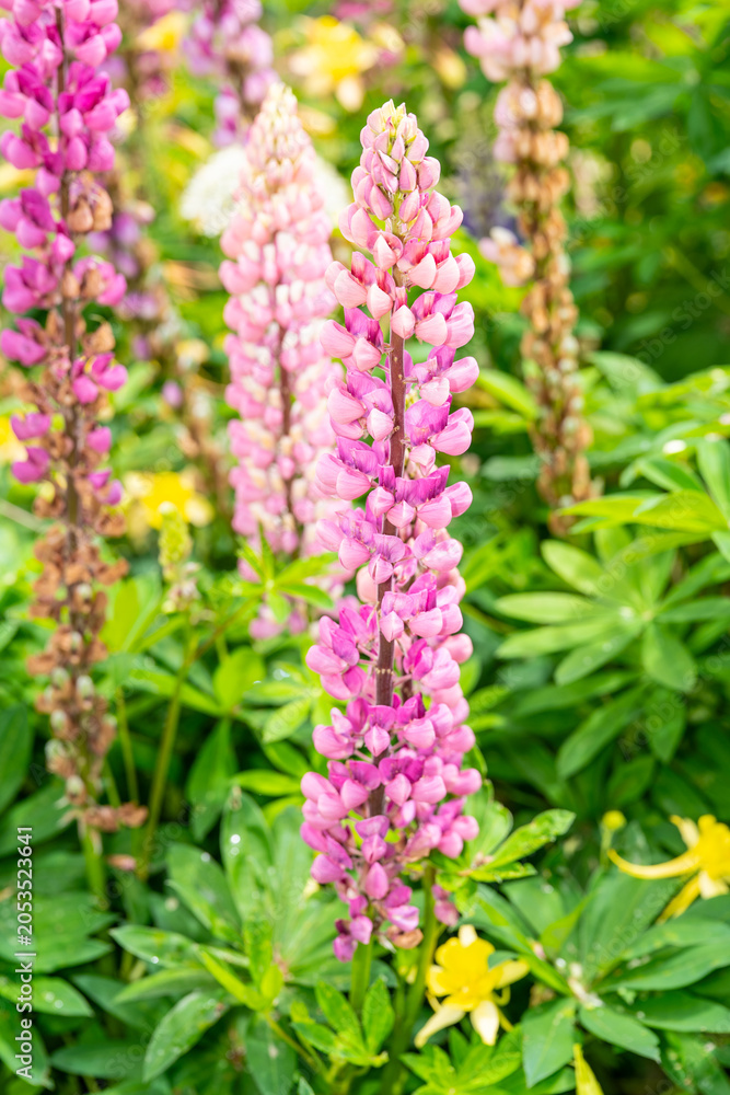 Obraz premium Pink garden lupine flower in bloom