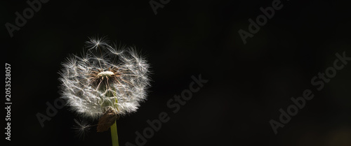 Schilderij op canvas DANDELION CLOCK - Seeds of a plant in a meadow