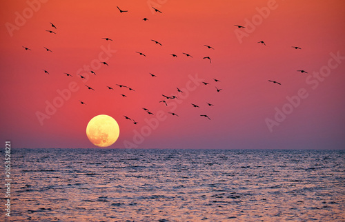 Cuadro en lienzo Full moon rising over the sea at sunset with flying birds silhouettes against a