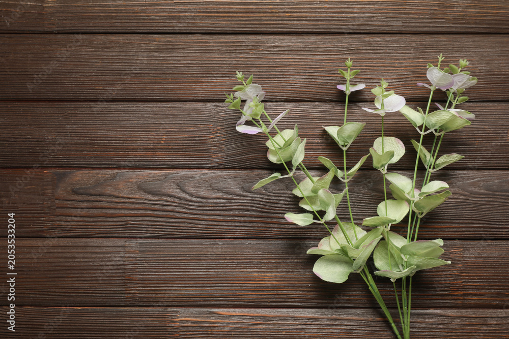 Obraz premium Green eucalyptus branches with delicate leaves on rustic dark wooden background, natural decor and botanical design element