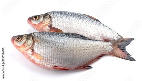 Two freshwater fish isolated on a white background ready for culinary use