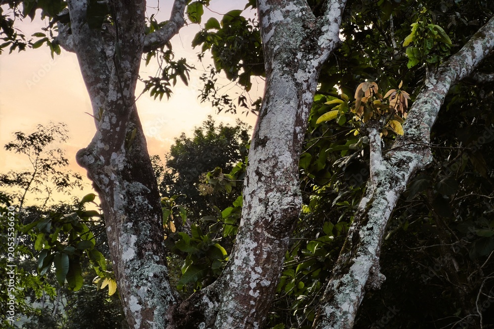 Fototapeta premium composition of rugged tree trunks covered in patches of white lichen and moss, set against a soft, golden-hour sky.