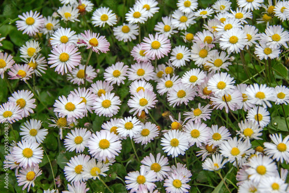 Fototapeta premium Daisies Bloom in Green Meadow. Bellis Perennis Wildflowers with White Petals and Yellow Centers Grow closely on Summer Grass Lawn. Beautiful Nature Background. Floristry and Botany Concept