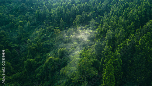 Photography Tropical forest under fog, symbolizing untouched nature and sustainable ecosystems