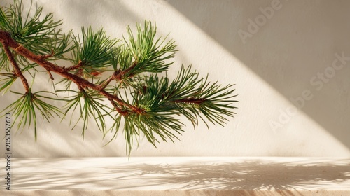 Evergreen pine branch casts long shadow across textured surface