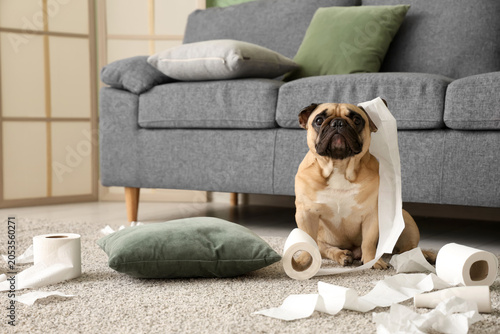 Canvastavla Mischievous pug dog sitting on carpet with shredded toilet paper rolls, pet beha