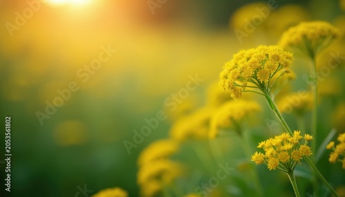 Close-up of yellow flowers with soft sun light in background. Green meadow with many small yellow blossoms creates peaceful, calm nature atmosphere.