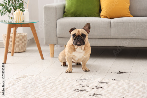Mischievous french bulldog ...