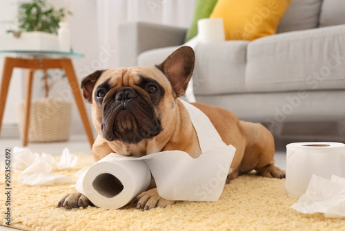 Mischievous french bulldog ...