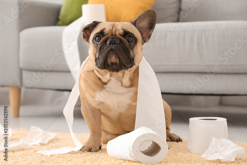 Mischievous french bulldog ...