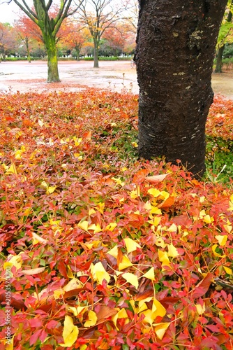 銀杏の枯れ葉の散ったドウダンツツジの植え込みのある雨あがりの冬の公園風景