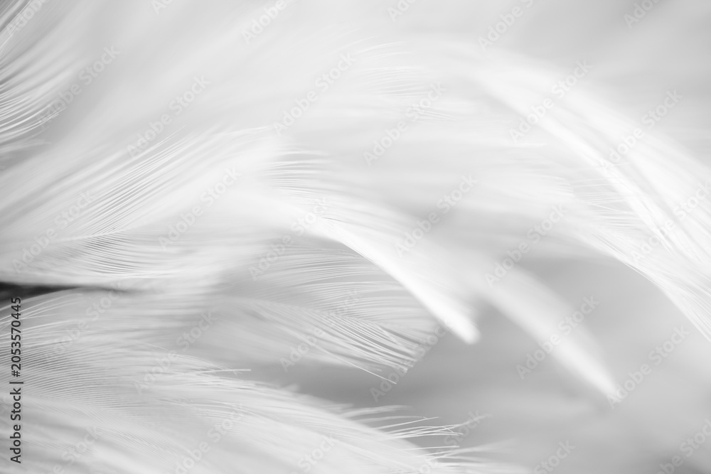 Obraz premium Abstract black and white background texture of soft, fluffy bird feathers.