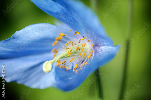 Blooming blue poppy Meconopsis Grandis