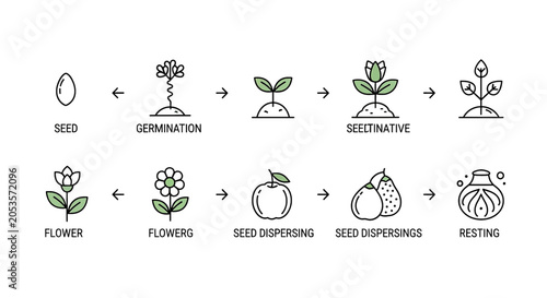 Photos Plant life cycle stages infographic icons set