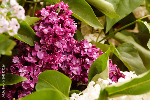 Blooming lilac flowers in soft natural light