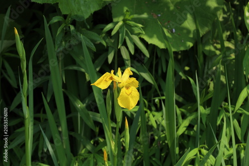 yellow iris