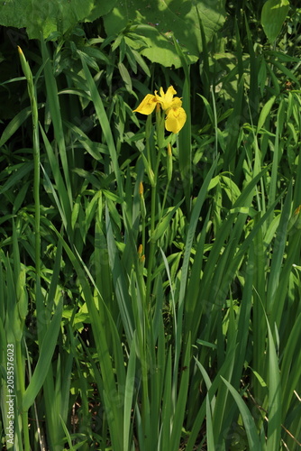 yellow iris flower