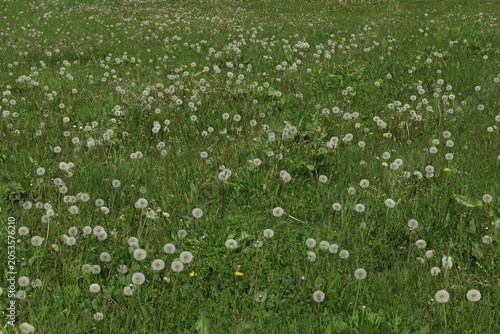 Quadro su tela a field of dandelions