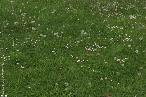 Fotografie early summer field