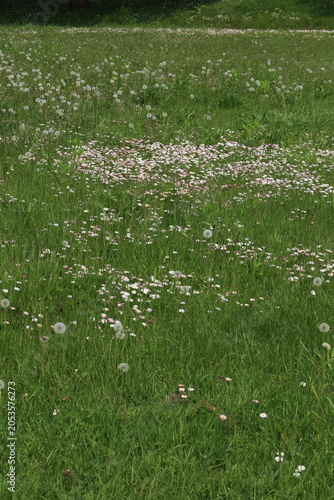 daisies on a field
