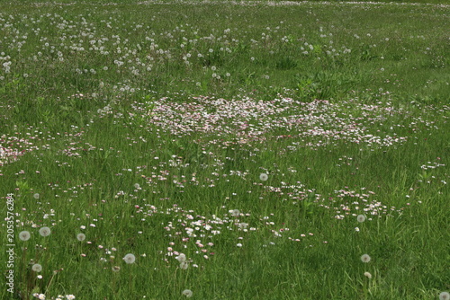 a bunch of daisies